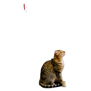 A Cat Sits By Graffiti Marked Walls With Signs In An Urban Setting. 13375 - Cat PNG image with transparent background